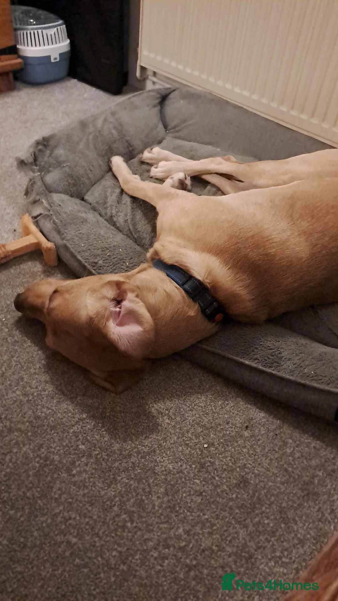 Labrador Retriever dogs for stud: Gorgeous KC Purebred Yellow Labrador For Stud - Advert 25