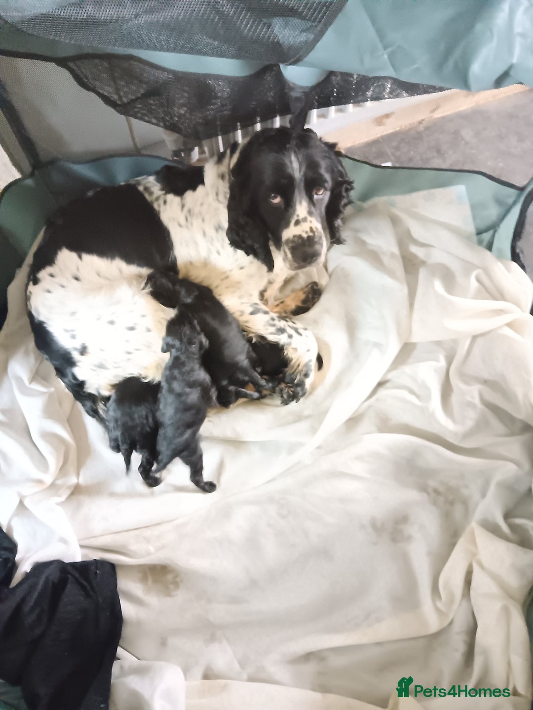 Sproodle dogs for sale: Springer×poodle  puppies  - Advert 1