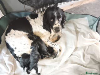 Sproodle dogs Springer×poodle puppies - Advert 1