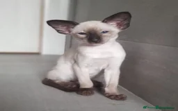 Siamese cats for sale: Siamese Oriental kittens superb pedigree GCCF  - Image 21