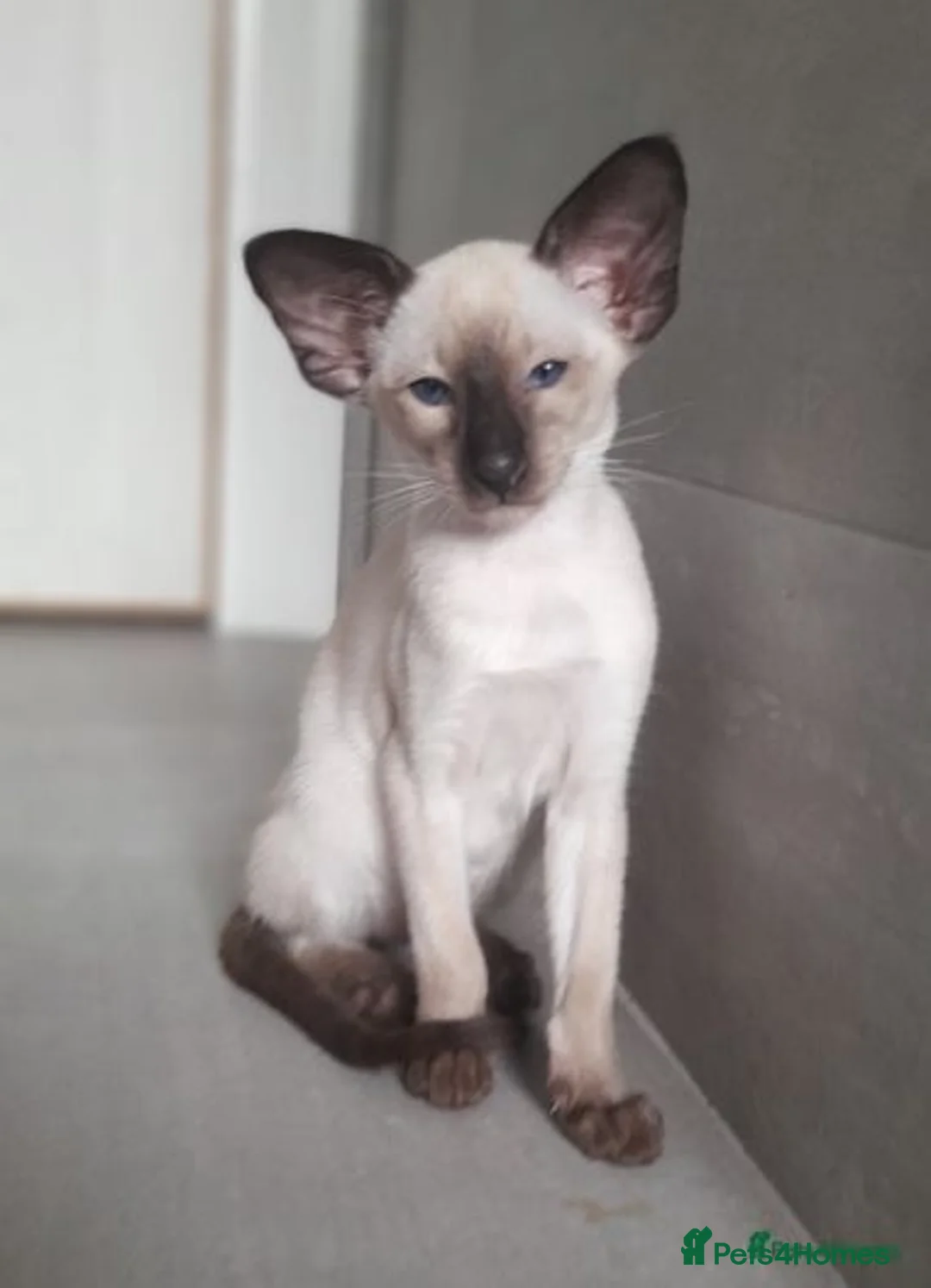 Siamese cats for sale: Siamese Oriental kittens superb pedigree GCCF  - Image 21