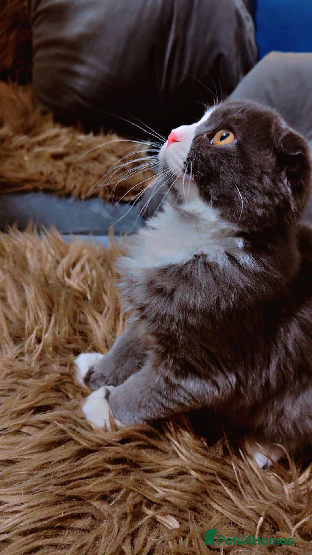 Scottish Fold cats for sale: 2 left Beautiful Scottish fold🧸🌹 - Advert 6