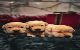 Labrador Retriever dogs for sale: Gorgeous Half Show KC Labrador Retriever Puppies - Advert 10