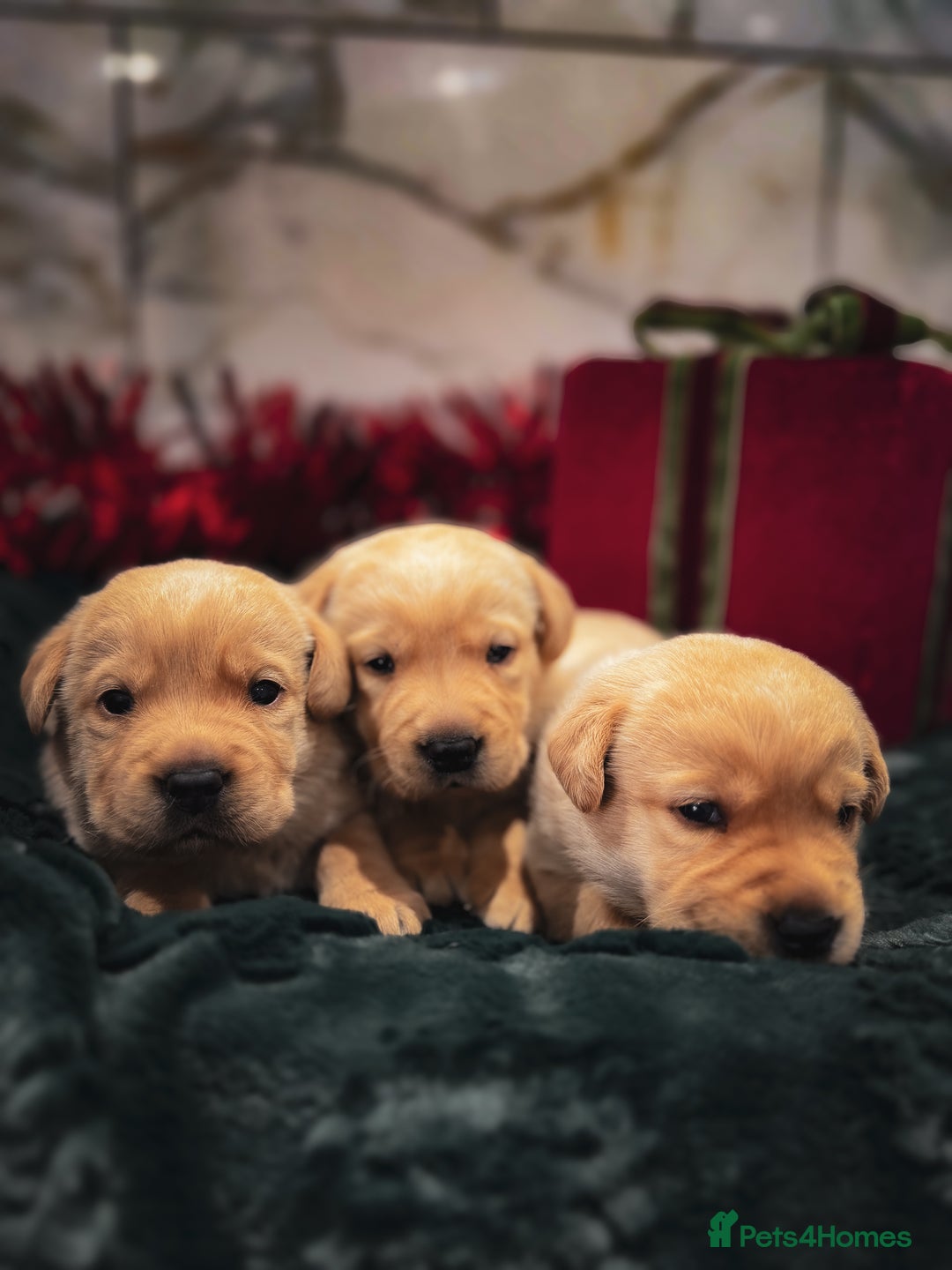 Labrador Retriever dogs for sale: Gorgeous Half Show KC Labrador Retriever Puppies - Advert 10