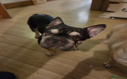 French Bulldog dogs for sale: 5 beautiful male french bulldog puppies  - Image 24