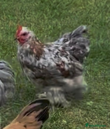 Chickens poultry Pekin Cockerel  - Advert 1