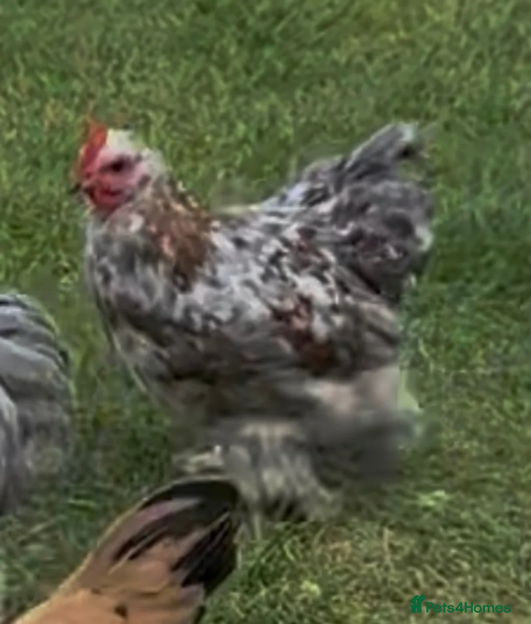 Chickens poultry for sale: Pekin Cockerel  - Advert 1