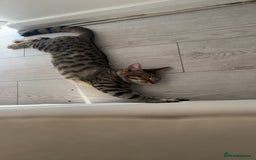 Bengal cats for sale: Half Bengal Half Tabby  - Image 5