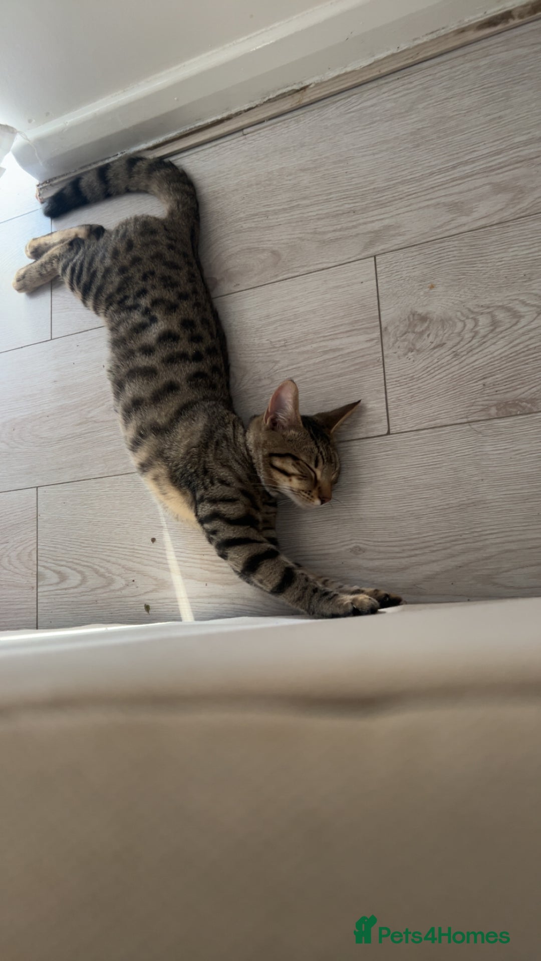 Bengal cats for sale: Half Bengal Half Tabby  - Image 5