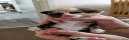 Mixed Breed cats for sale: 3 Beautiful kittens for sale - Advert 9