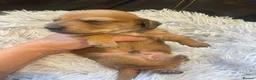 Miniature Dachshund dogs for sale: Beautiful Purebred Miniature Dachshund Puppies 🐾 - Advert 20