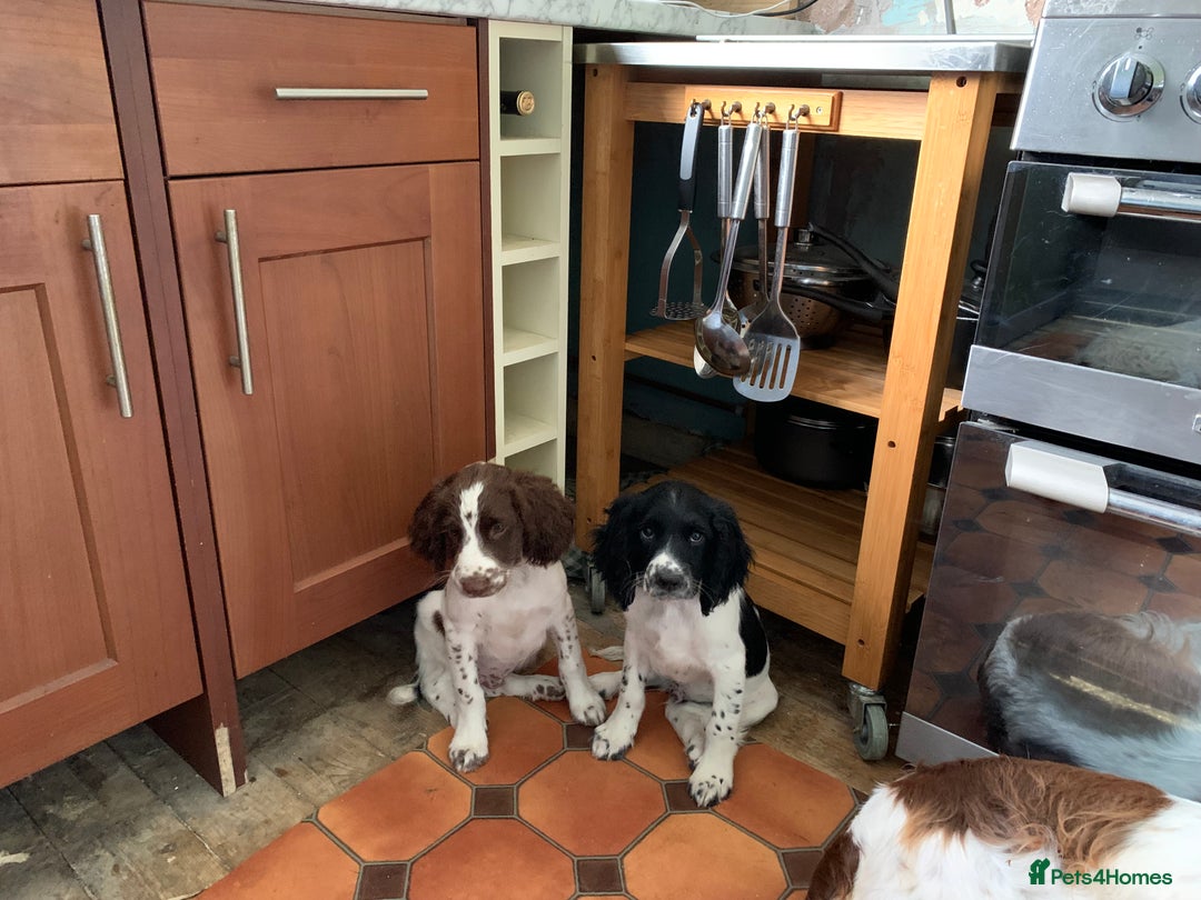 English Springer Spaniel dogs for sale: Ethically Bred  - Image 11