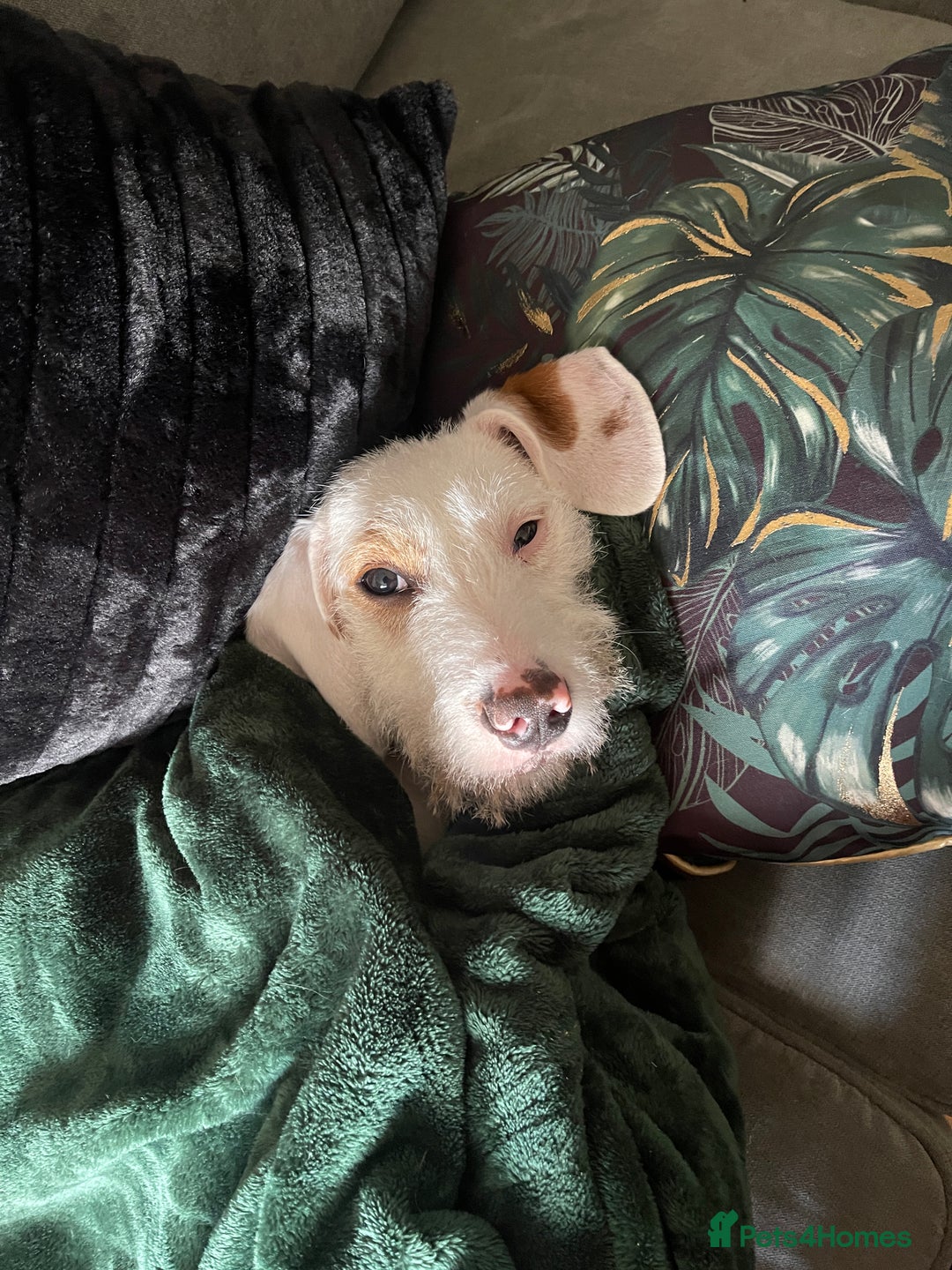 Mixed Breed dogs for sale:  2-Year-Old Female Beagle x Terrier - Advert 2