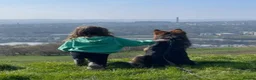 German Shepherd dogs for stud: German Shepherd to Stud, Great Temperament in Bradford - Advert 3