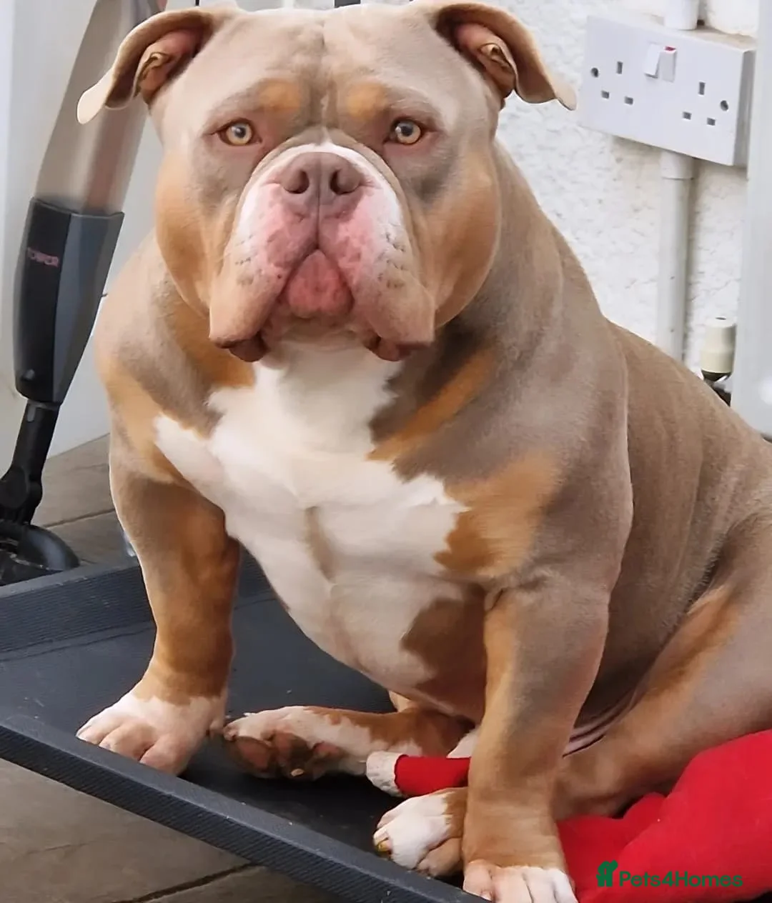 American Bully dogs for stud: American Pocket Bully PROVEN ! in Dartford - Advert 24