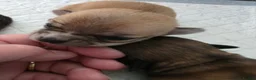 Chihuahua dogs for sale: 4 Chihauhau puppies ready end of July - Advert 3