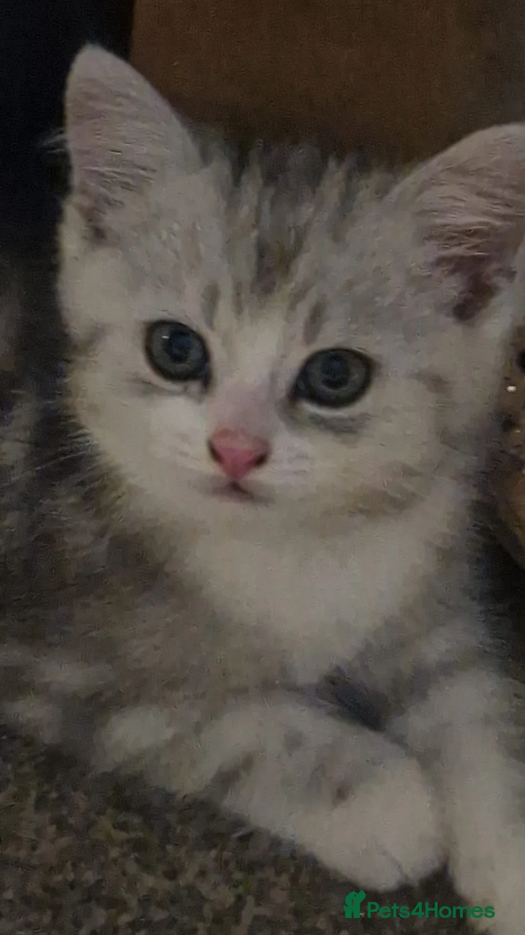 Mixed Breed cats for sale: Persian cross british short-hair kittens for sale - Advert 15