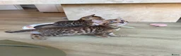 Bengal cats for sale: ✨ Pedigree Rosetted Bengal Kittens - Ready Soon✨ - Advert 4