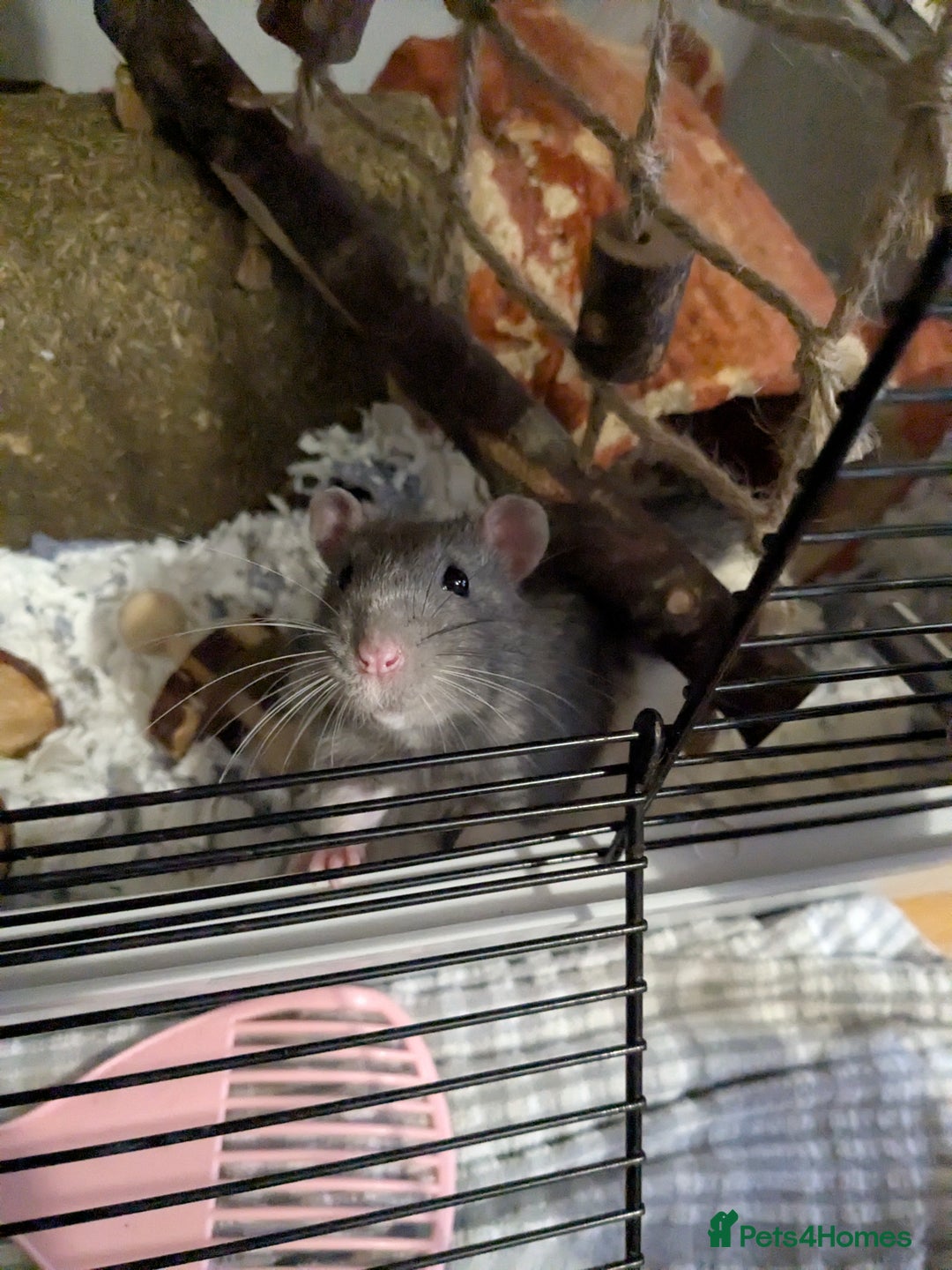 Rat rodents for sale: 2 Male Rats - Image 3