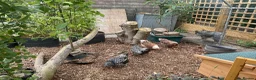 Chickens poultry for sale: Wyandotte Bantams Silver Laced in Crediton - Advert 4