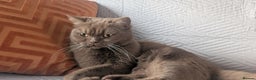 British Shorthair cats for sale: Active GCCF cinnamon female  - Advert 1