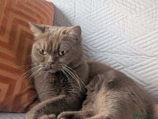 British Shorthair cats Active GCCF cinnamon female - Advert 1