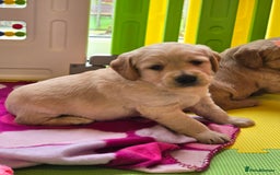 Labradoodle dogs for sale: F1 MINI LABRADOOLES - Image 18