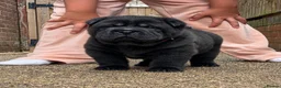 Mixed Breed dogs for sale: ChowPei Pups - Advert 2