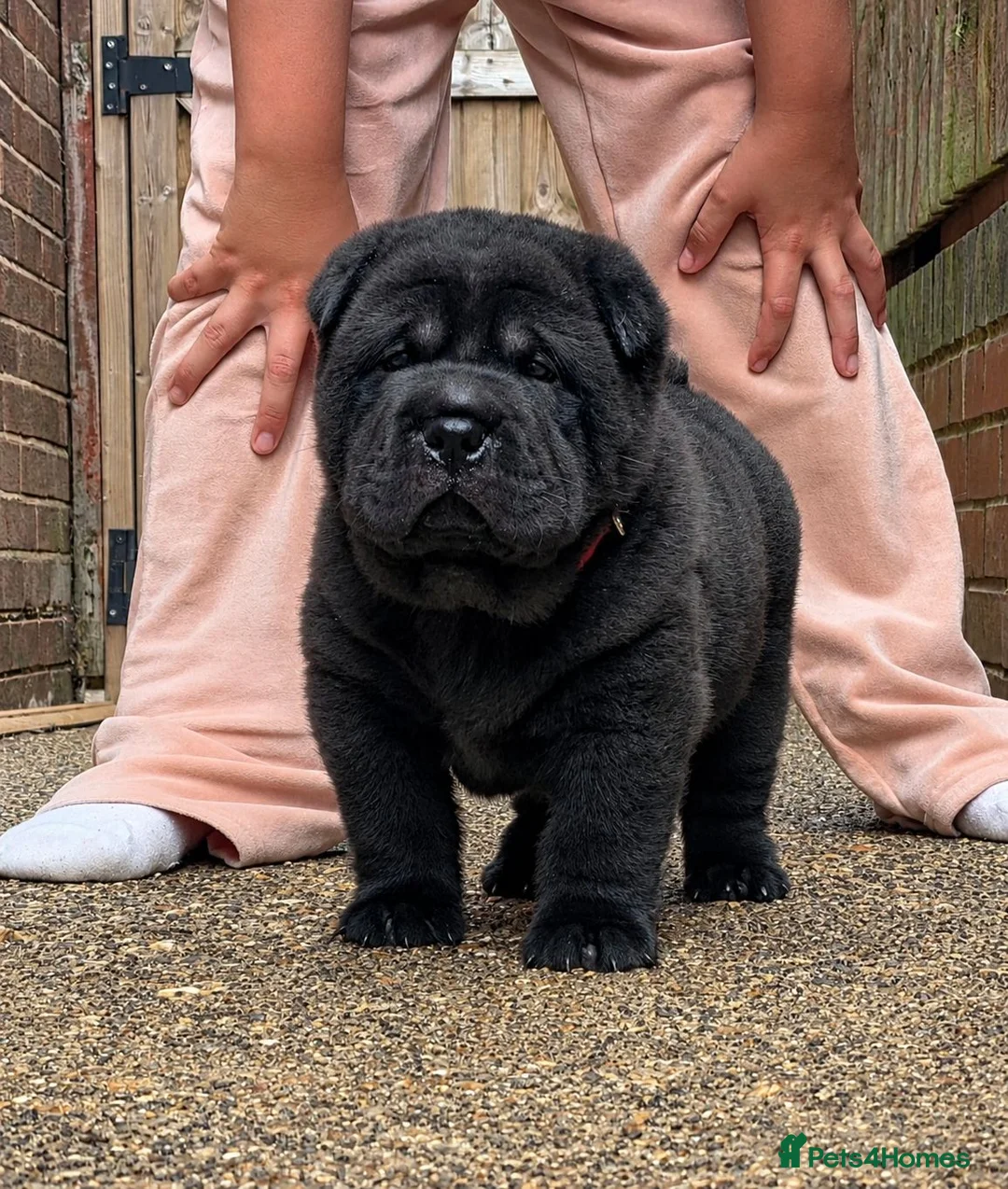 Mixed Breed dogs for sale: ChowPei Pups - Advert 2
