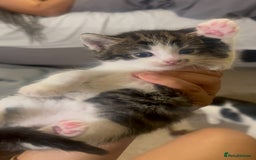 Mixed Breed cats for sale: BOY KITTEN FOR SALE - Image 4