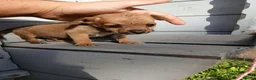 Border Terrier dogs for sale: 2 border terrier puppies for sale  - Advert 2