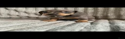 Miniature Dachshund dogs for sale: Dachshund pups - ready next week - Advert 3