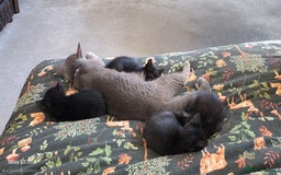 British Shorthair cats for sale: Litter of british short hair X 2 boys and 1 girl - Image 7