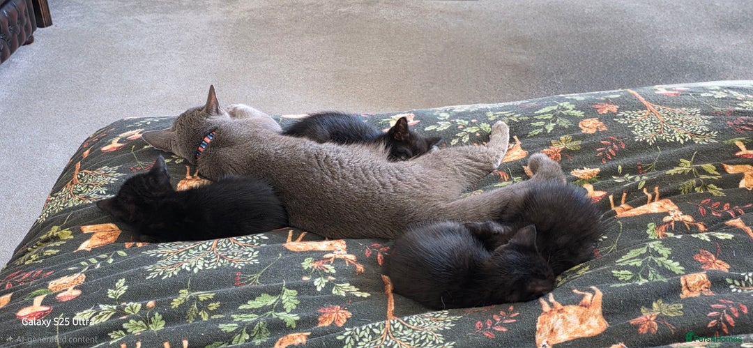 British Shorthair cats for sale: Litter of british short hair X 2 boys and 1 girl - Image 7