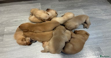 Labrador Retriever dogs - Advert 2