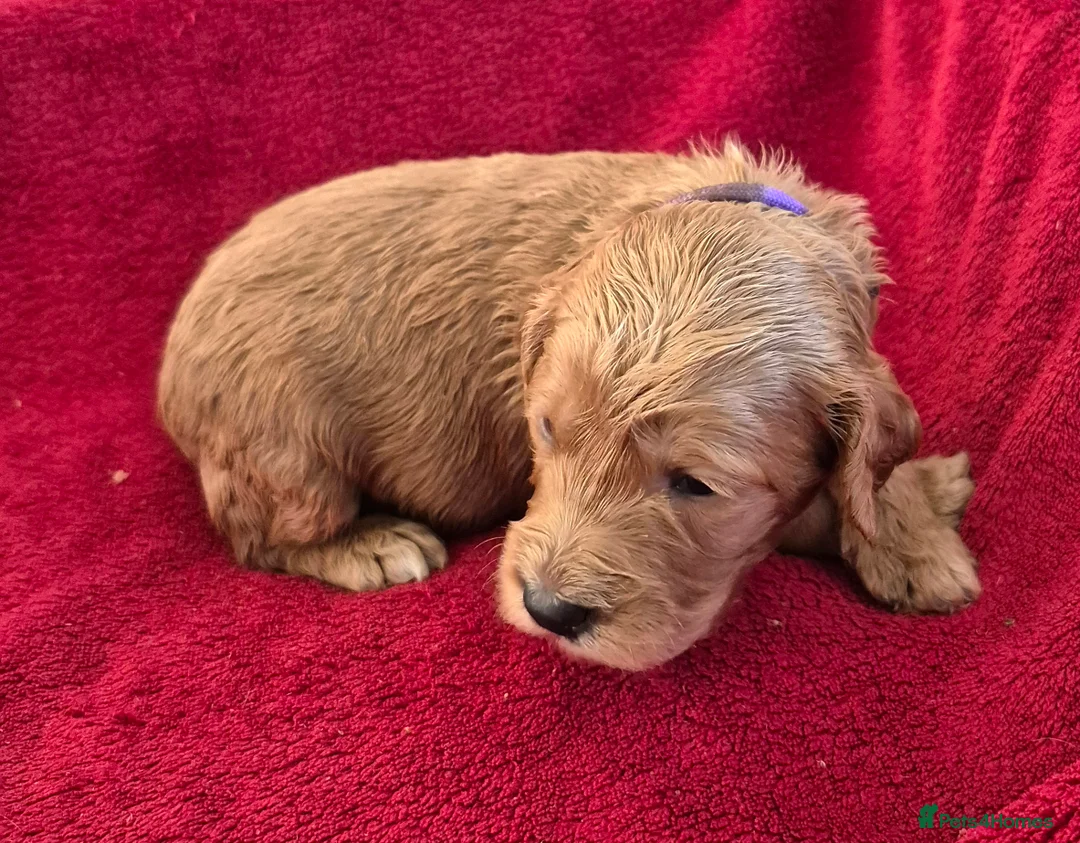 Cockapoo dogs for sale: F1 Cockapoo puppys - Advert 15