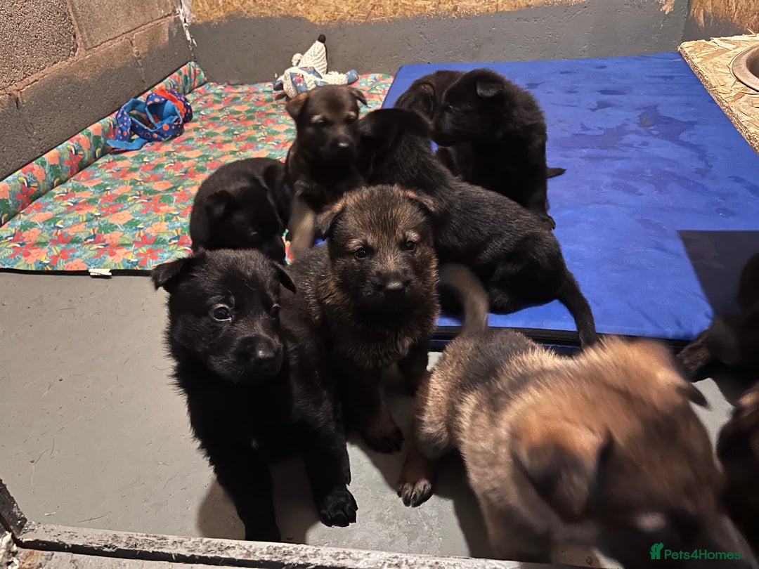 German Shepherd dogs for sale: gorgeous kc reg working blood line German Shepard  - Image 10