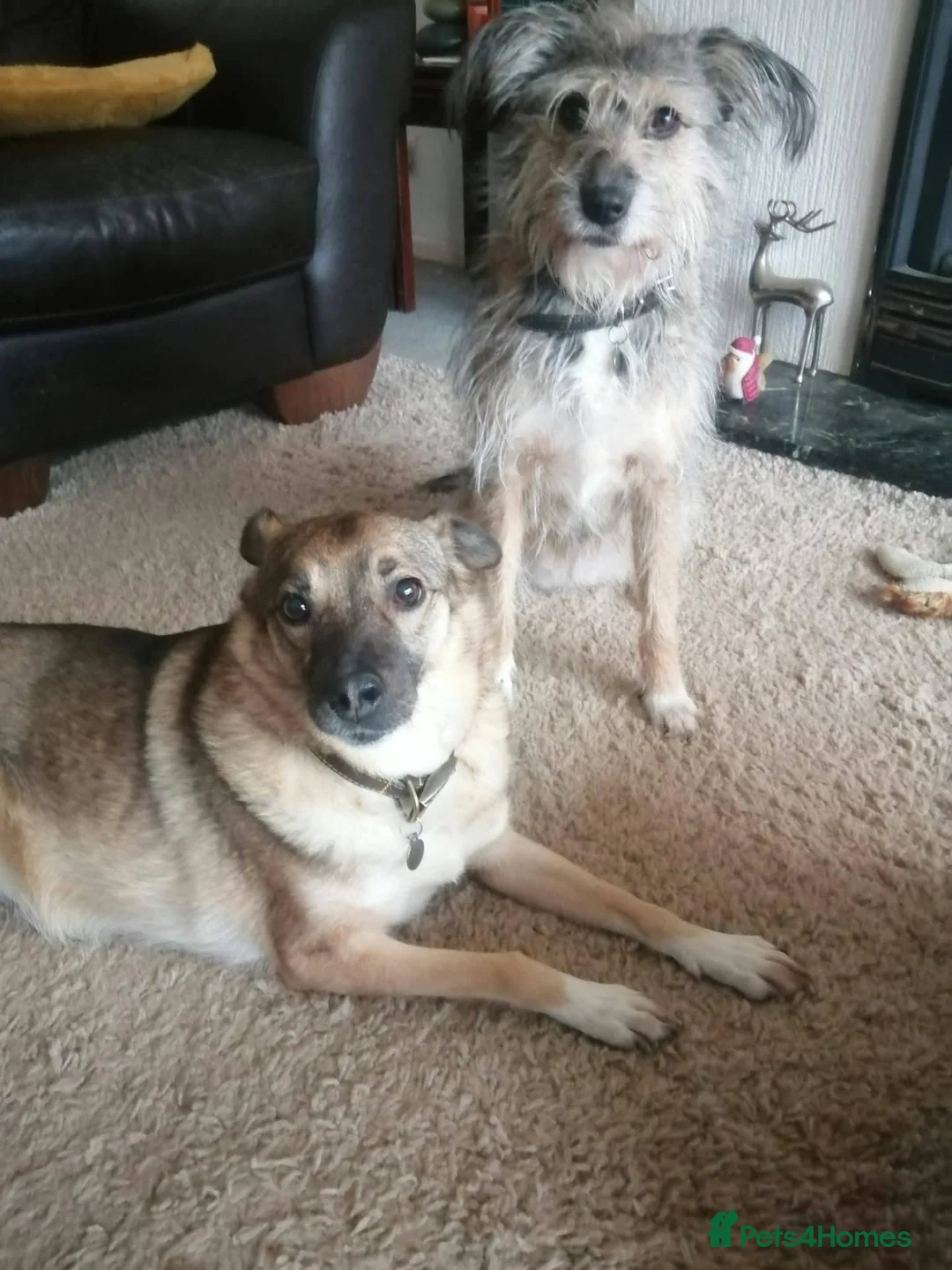 Mixed Breed dogs for adoption: Meet Amalia, currently residing in Derbyshire  in High Peak - Advert 2