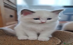 Ragdoll cats for sale: Beautiful Ragdolls 4 boys and 2 girls  - Image 15