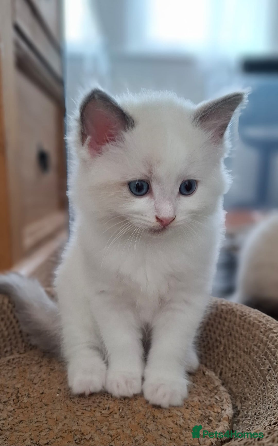 Ragdoll cats for sale: Beautiful Ragdolls 4 boys and 2 girls  - Image 15