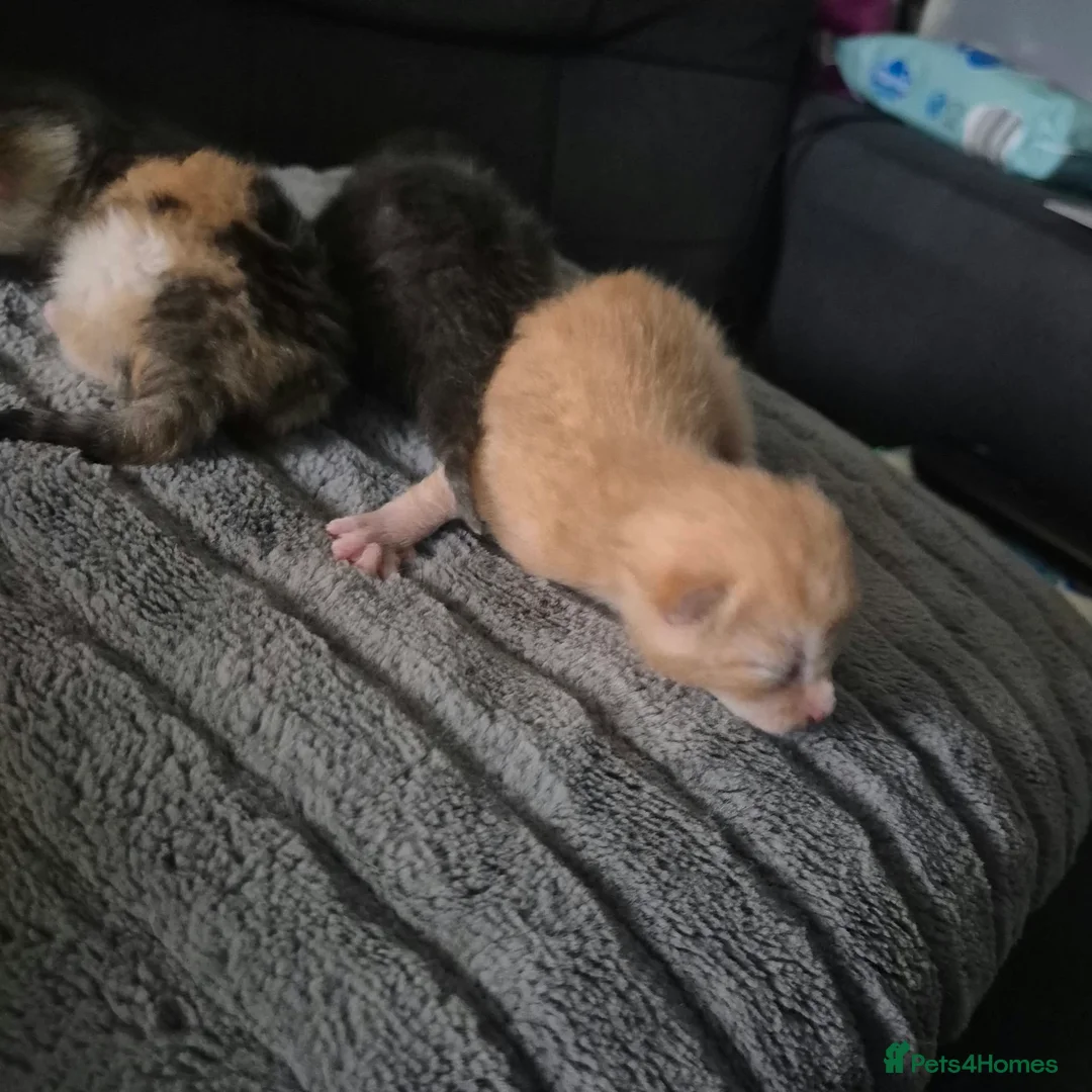 Bengal cats for sale: Kittens in Chorley - Advert 2
