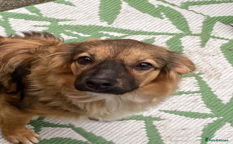 Mixed Breed dogs - Advert 12