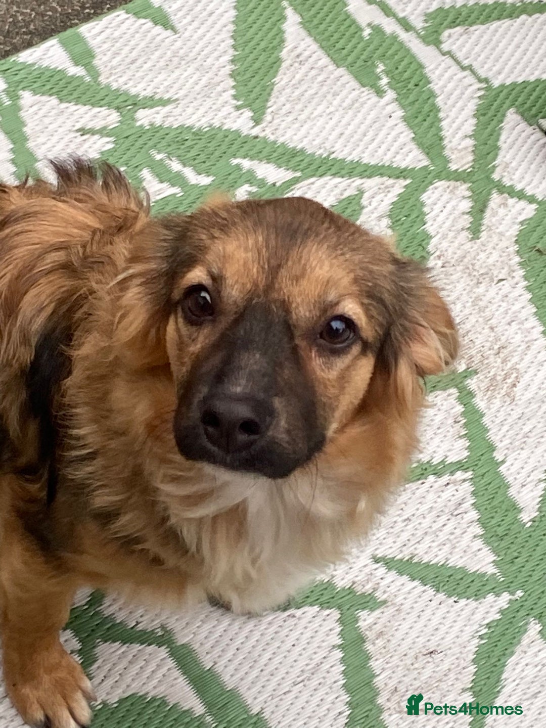 Mixed Breed dogs for adoption: Swifty  - Image 1