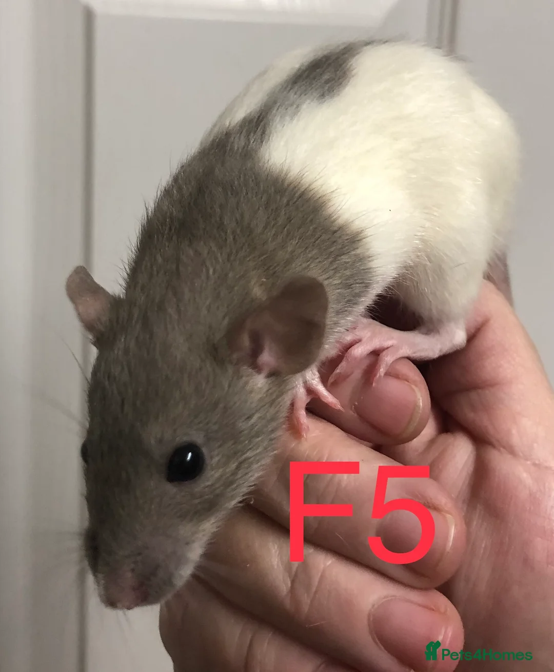 Rat rodents for sale: Beautiful tame fancy rats - Advert 5