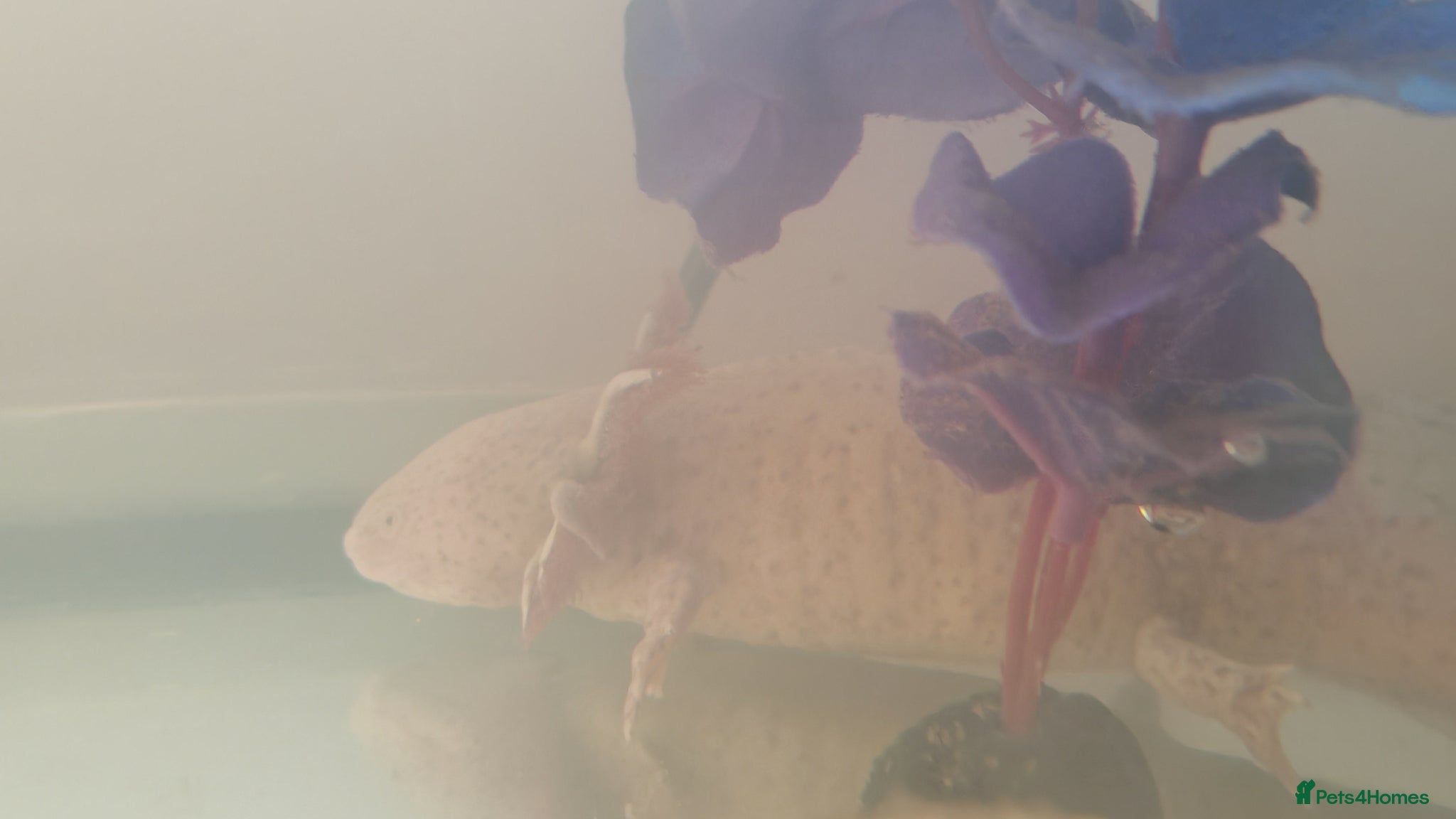 Axolotl reptiles Rare spotted half albino axolotl  - Advert 1