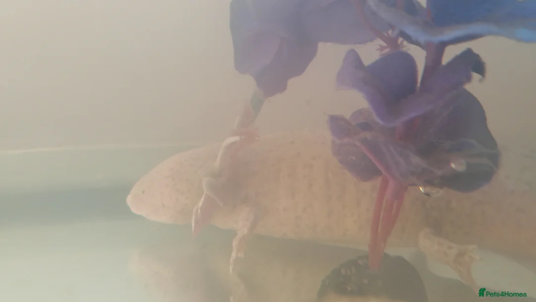 Axolotl reptiles for sale: Rare spotted half albino axolotl  in Barnsley - Advert 1