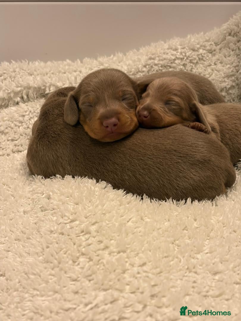Miniature Dachshund dogs Smooth Haired Mini Dachshund Pups - Advert 14