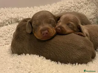 Miniature Dachshund dogs Smooth Haired Mini Dachshund Pups - Advert 16