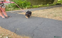 German Shepherd dogs for sale: 6 Month Old Millie  - Image 9