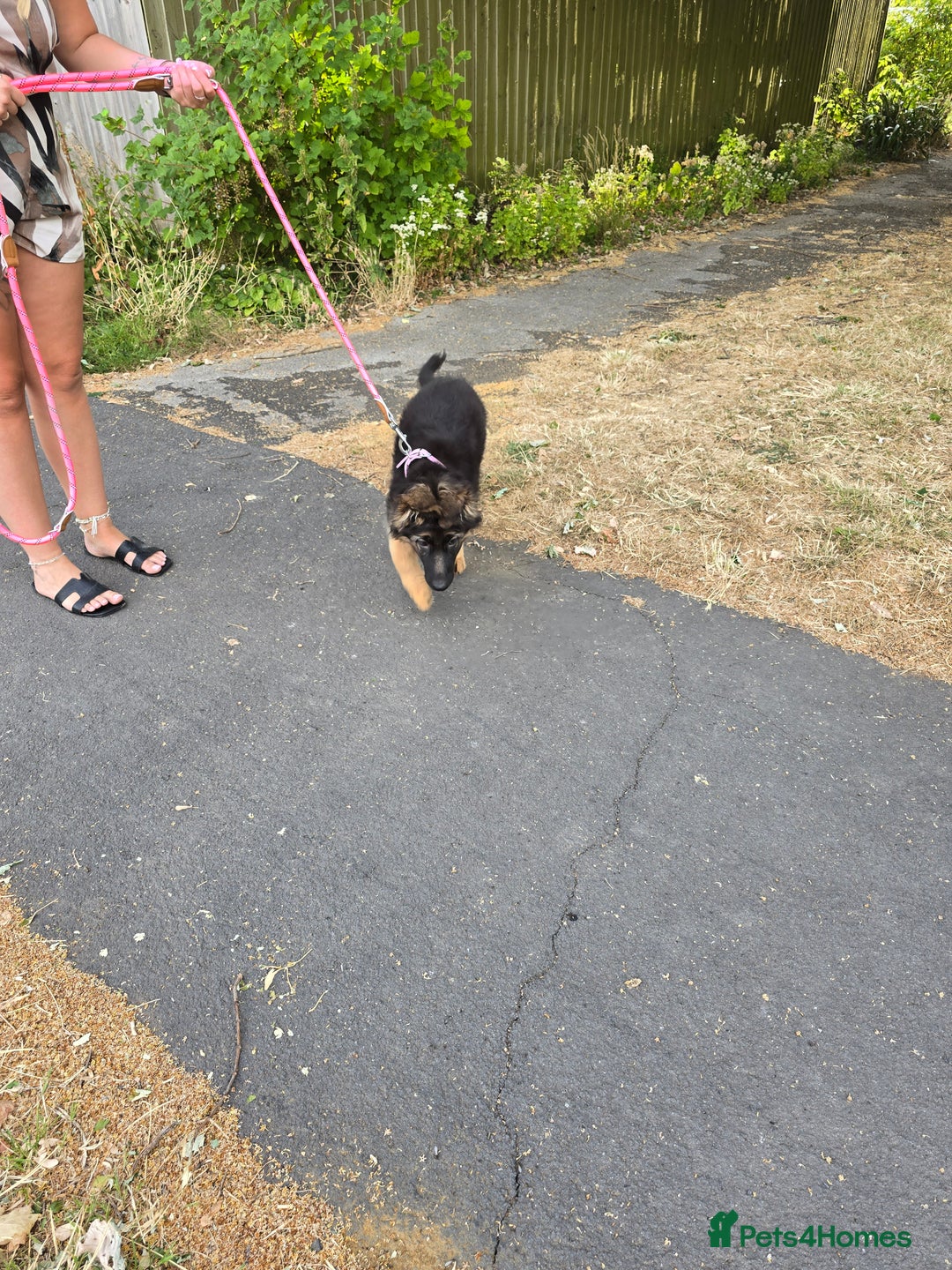 German Shepherd dogs for sale: 6 Month Old Millie  - Image 9